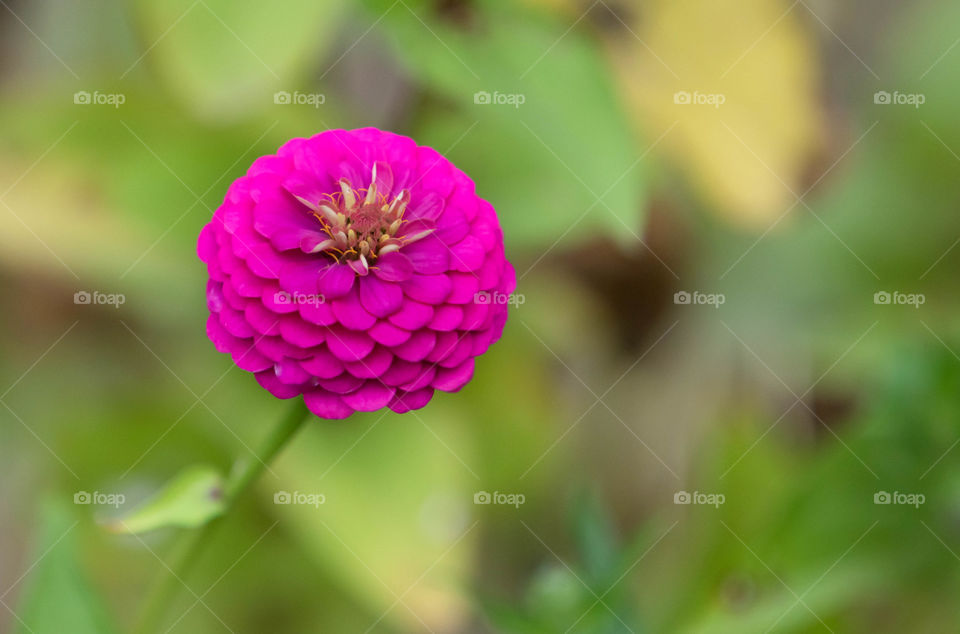Zinnia 