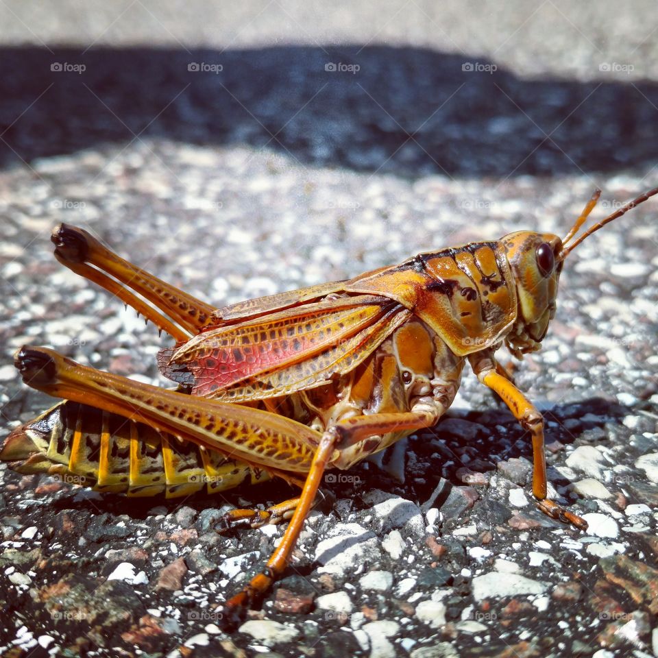 grasshopper on paced path.