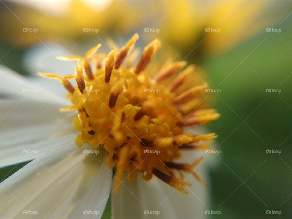 Close-up of flower in garden