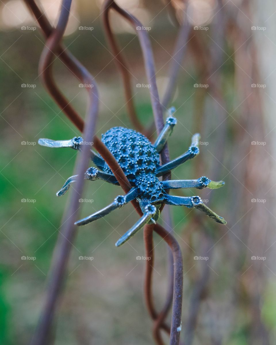 spider on a fence