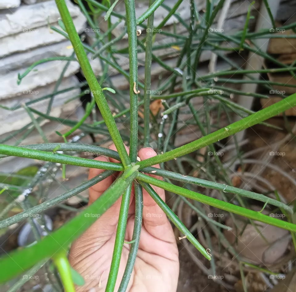 plant