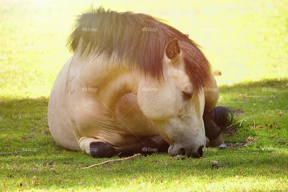 Cute . Very sleepy horse