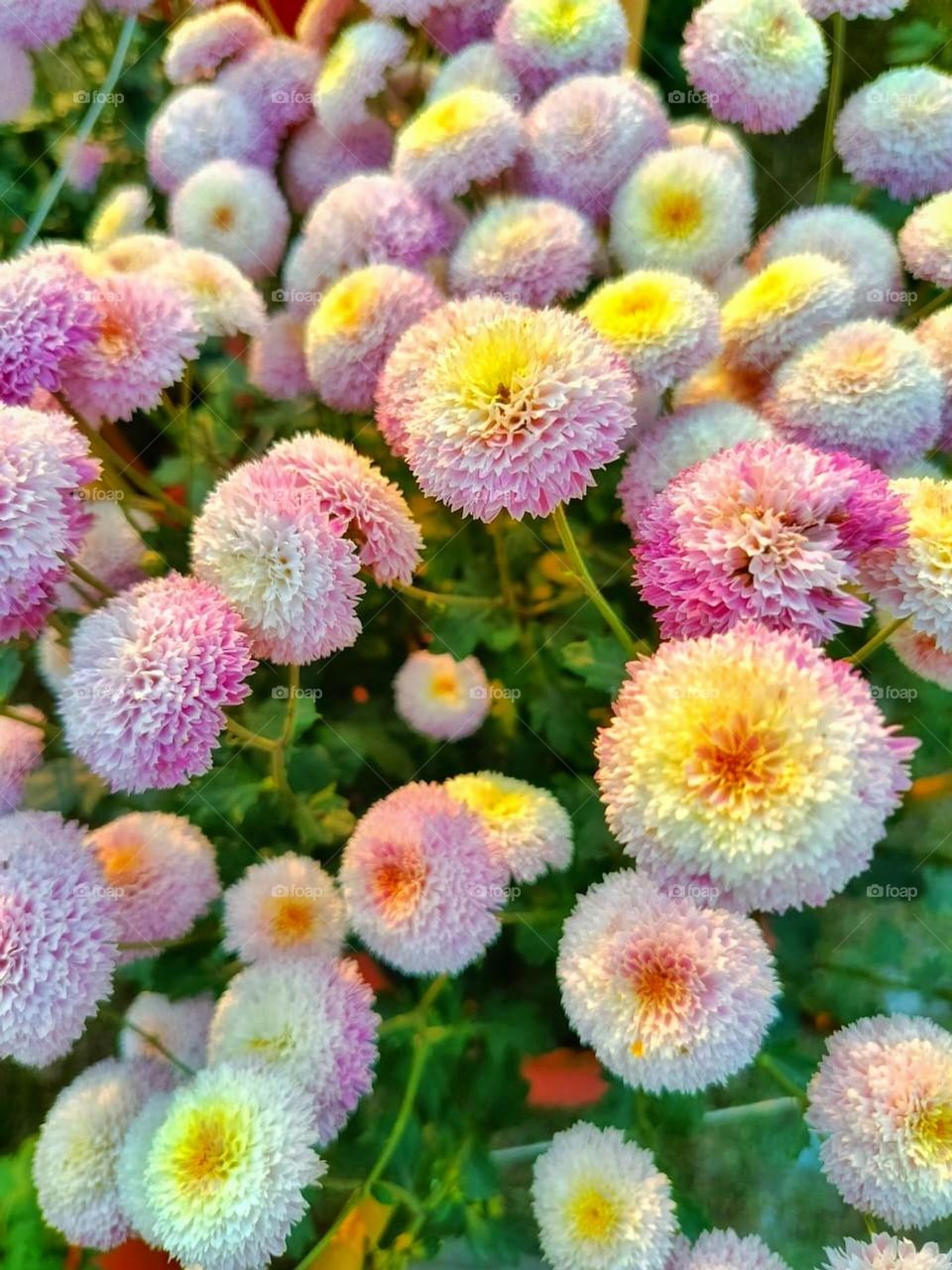 The vibrant yellow flower and the two red pots create such a lovely pop of colour! It's like a little burst of happiness in a snapshot. ๐ผ๐บ๐ฟ