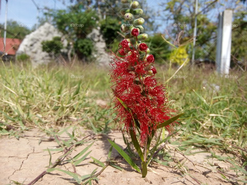 flower