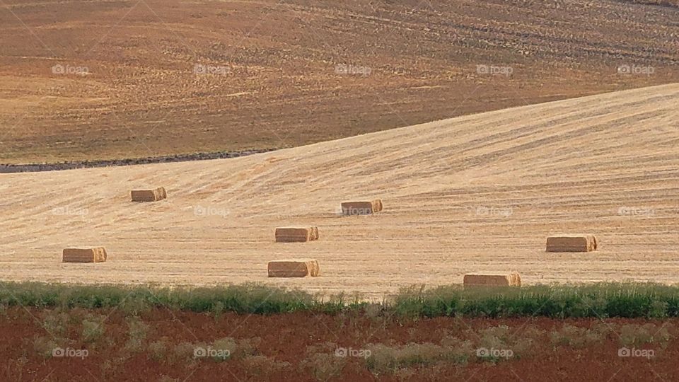 true Nature - Rolling hills