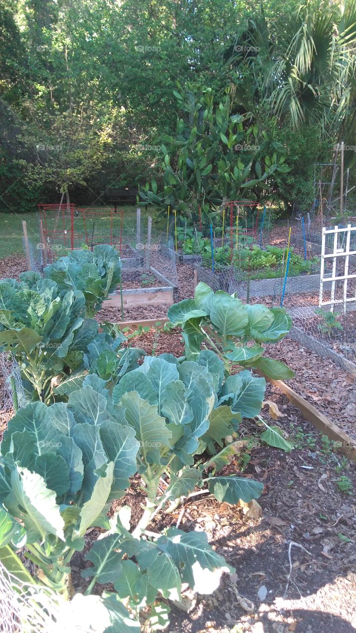 Community Garden