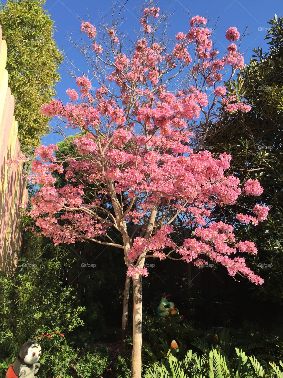 Disney Land has trees that bloom pink flowers. 