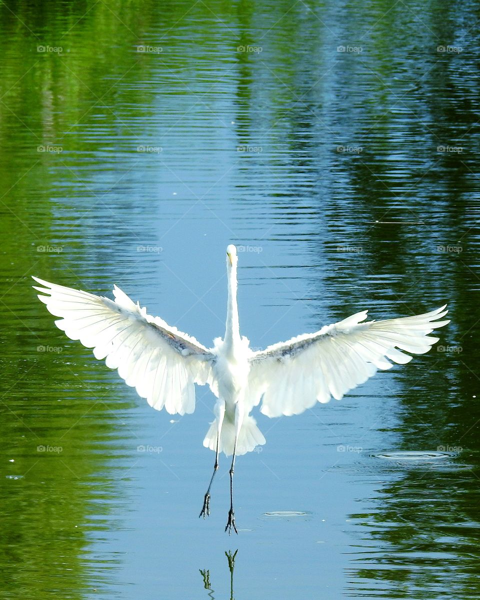 white egret walking on water