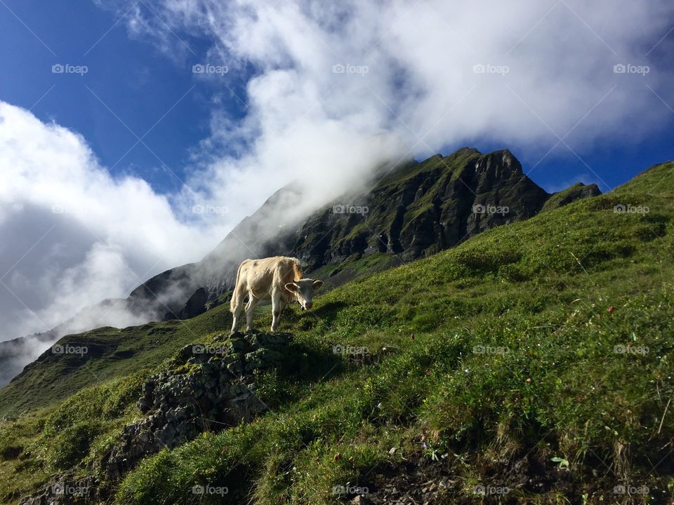 Beautiful cow standing beneath the Tschuggen peak of Mannlichen, Switzerland. 