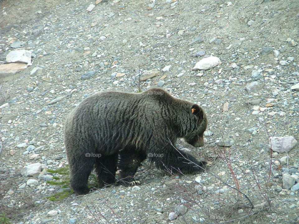 Grizzly near Banff