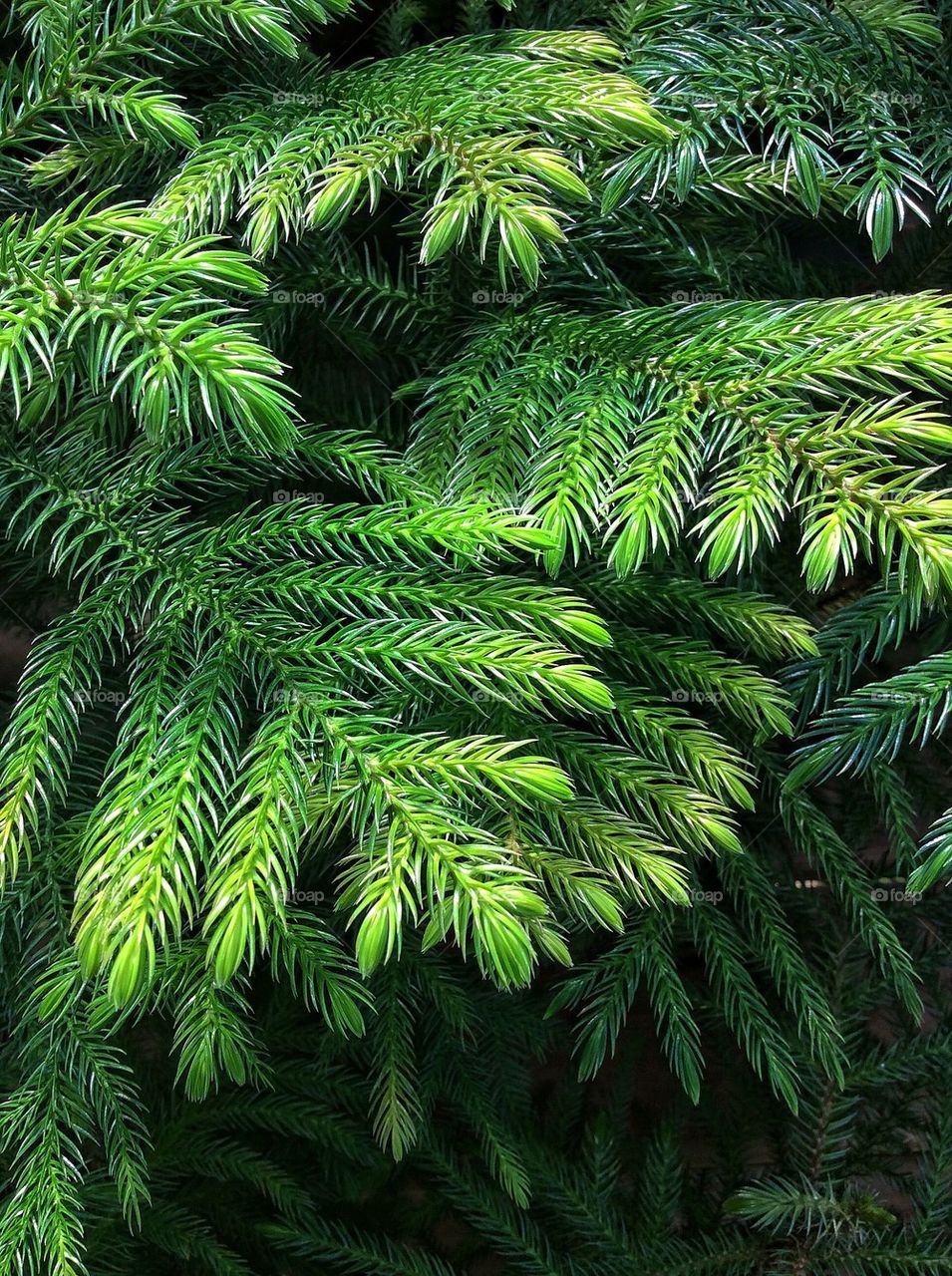 Close-up of fir tree