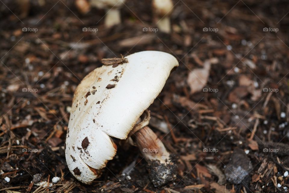 Close-up of a mushroom growing on dirt
