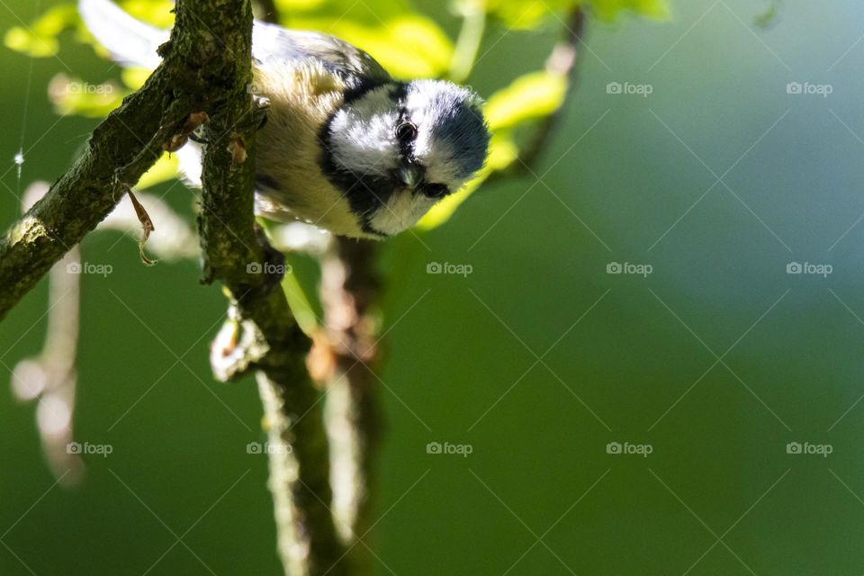 a portrait of a wild blue tit coming curiously into the frame standing on a branch.