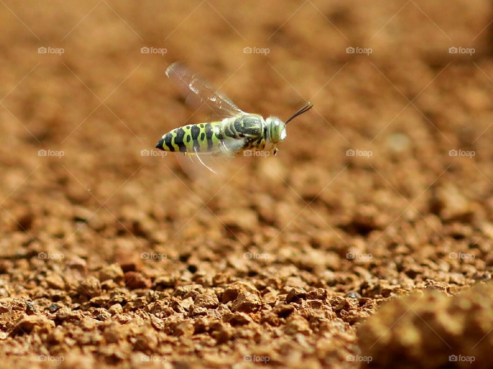 Sand Wasp
Capture when flying
taken at Semarang, Indonesia