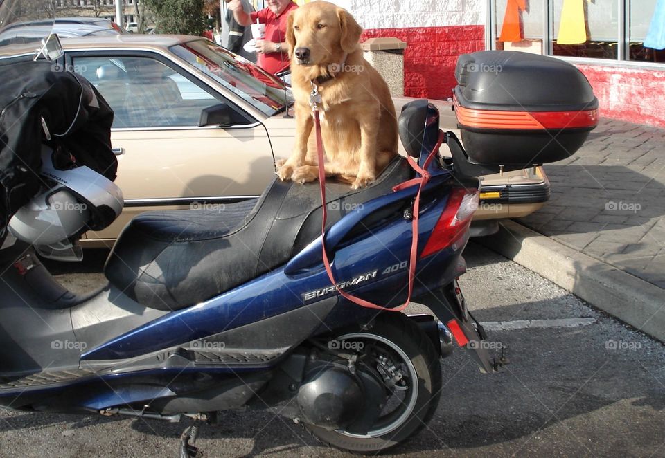 Dog on scooter waiting for owner