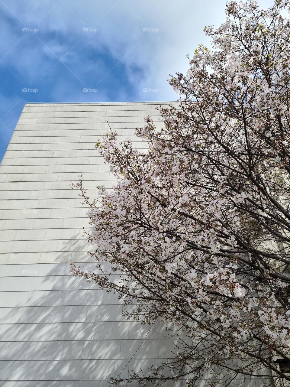 Spring has sprung and the Cherry Blossoms are blooming on the trees against a building with the blue sky and some clouds 