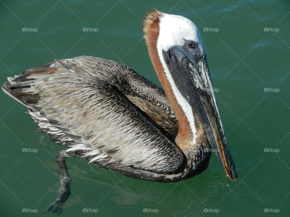 Pelican portrait