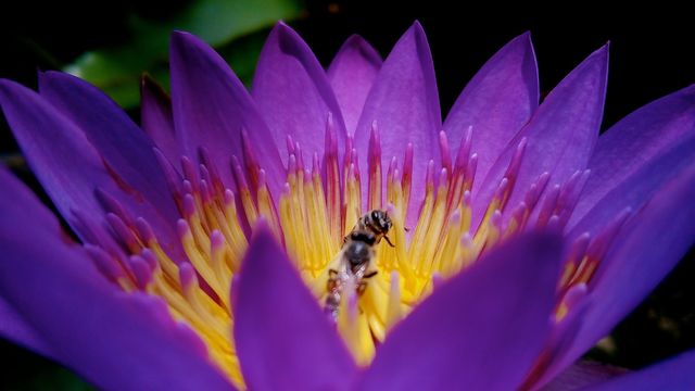 bees