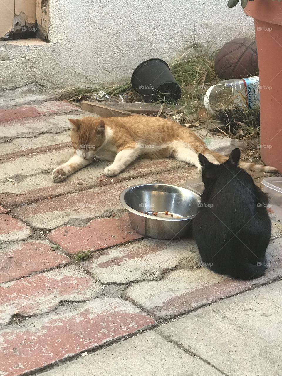 Full Stomach Cats