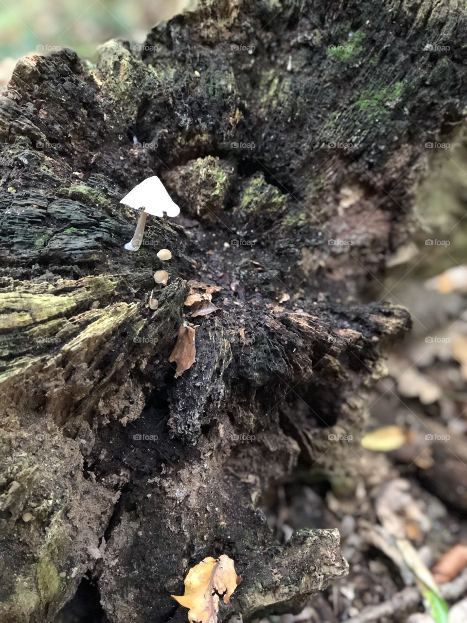 Mushroom in the middle of a broken tree