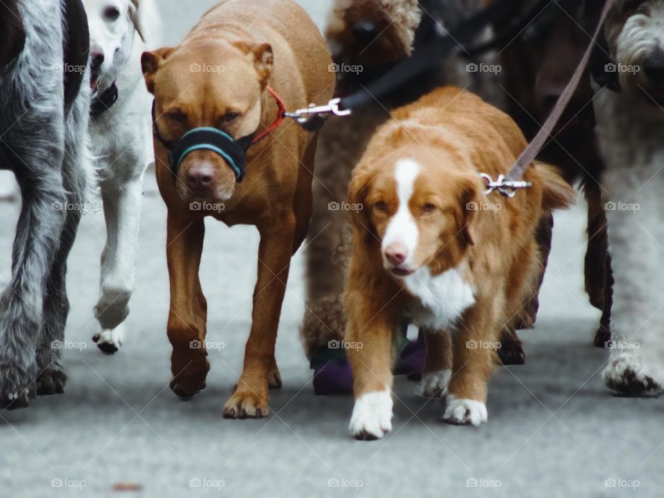 A pack of multi dogs walking on the street at Riverside Park New York. 