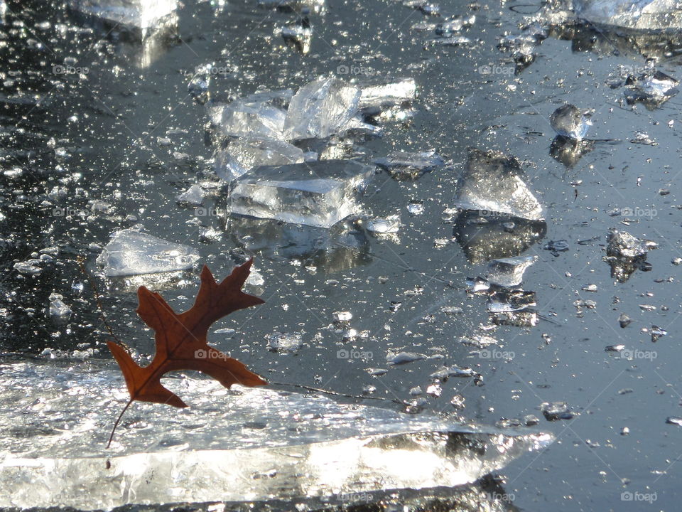 leaf frozen in ice