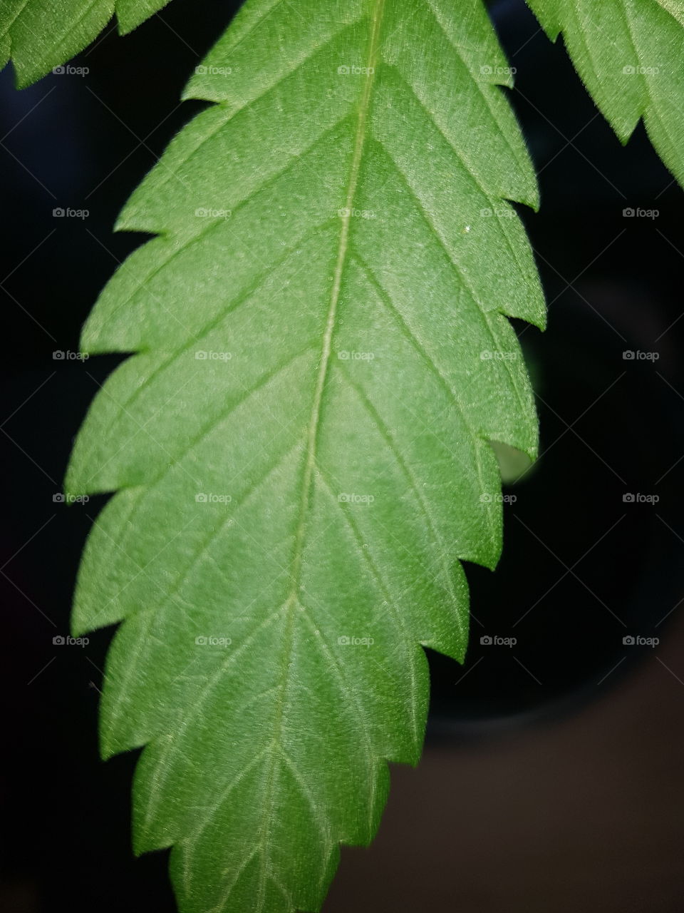 Leaf of the weed plant, You can simply dispose of the leaf that is not usable with the green waste.