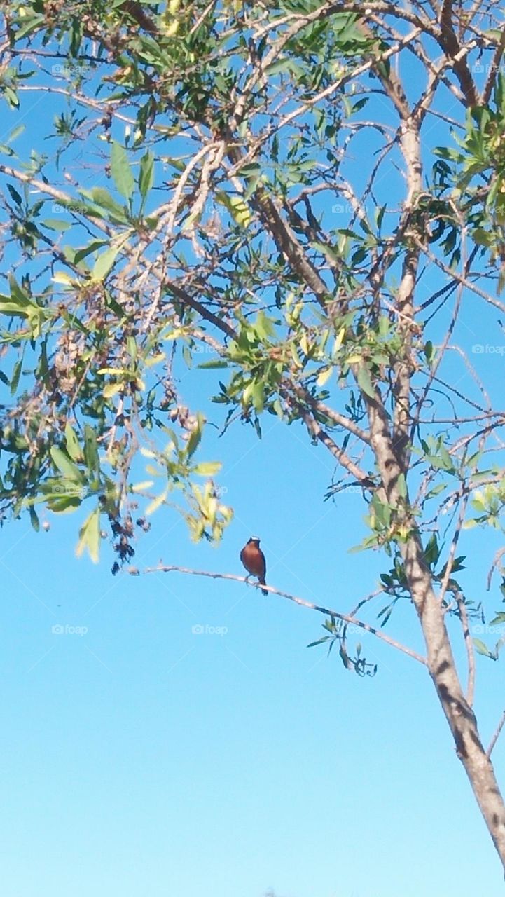 beautiful colorful bird on a tree.