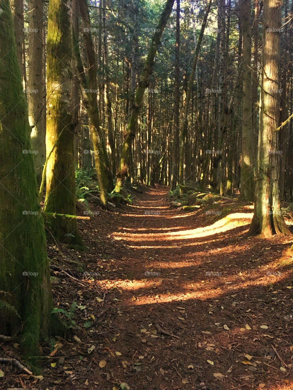 Hiking trail in the Hansville Greenway