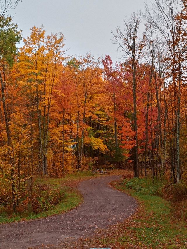 Fall Colors