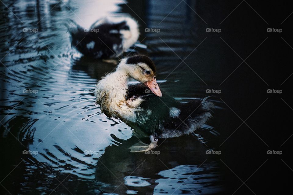 Bird, Duck, No Person, Water, Pool