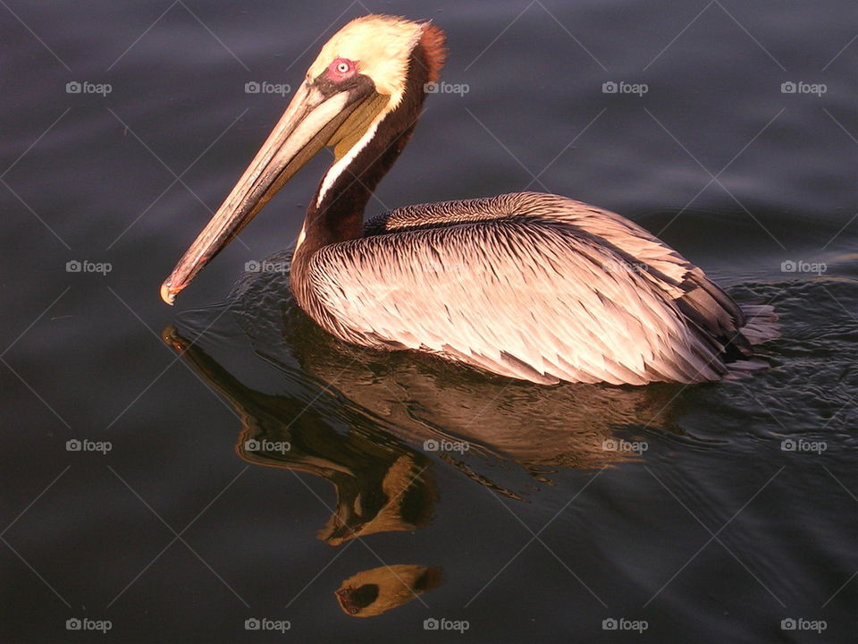 Florida Pelican