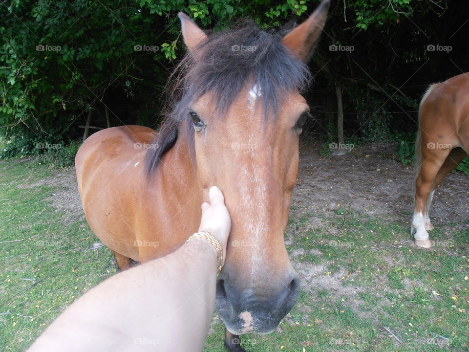 Stroking A Brown Horse