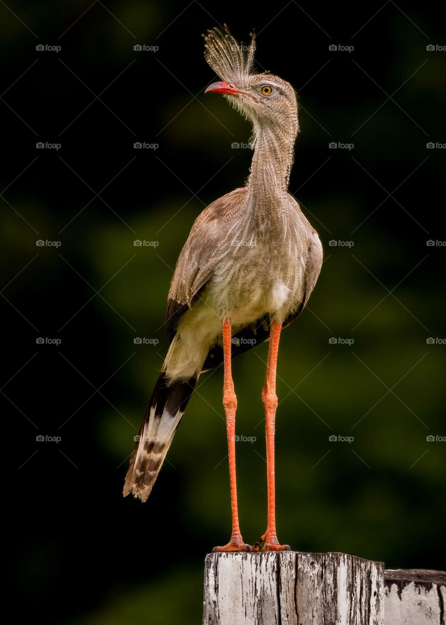 Siriema, ave facilmente encontrada no Pantanal, possui um canto característico e parece estar sempre elegante e maquiada.