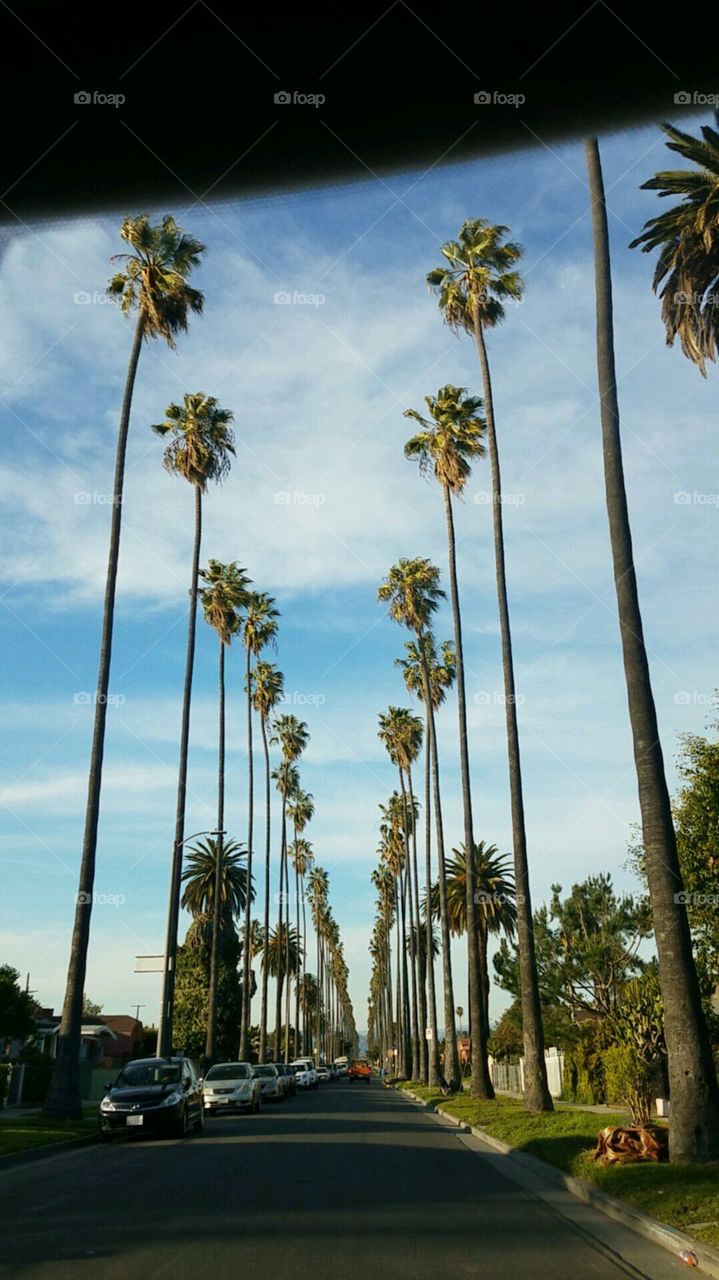 South Los Angeles 😍