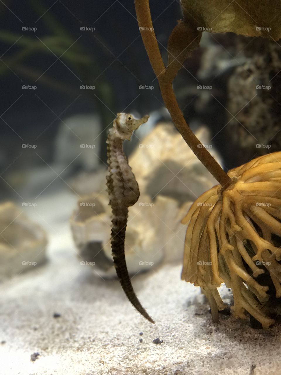 Georgia Aquarium | Atlanta, GA