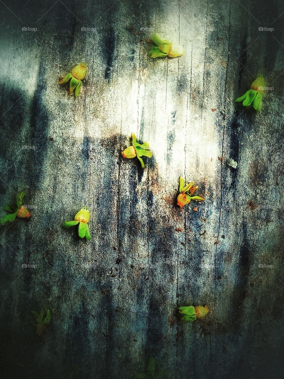 yellow flowers fallen on bench