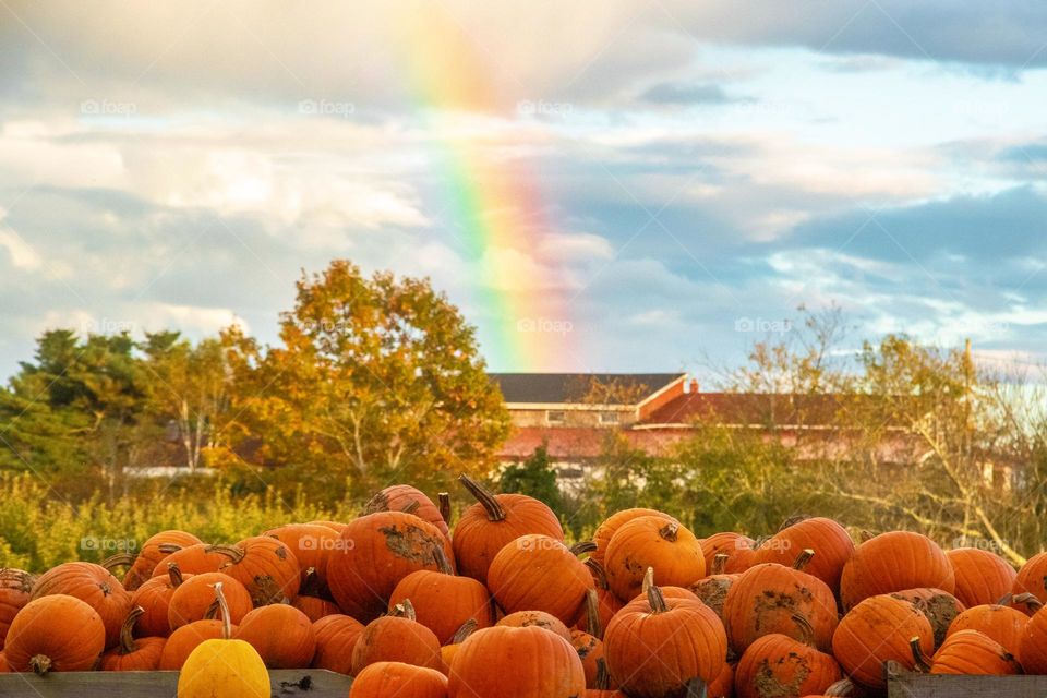 Rainbow and Pumpkins.