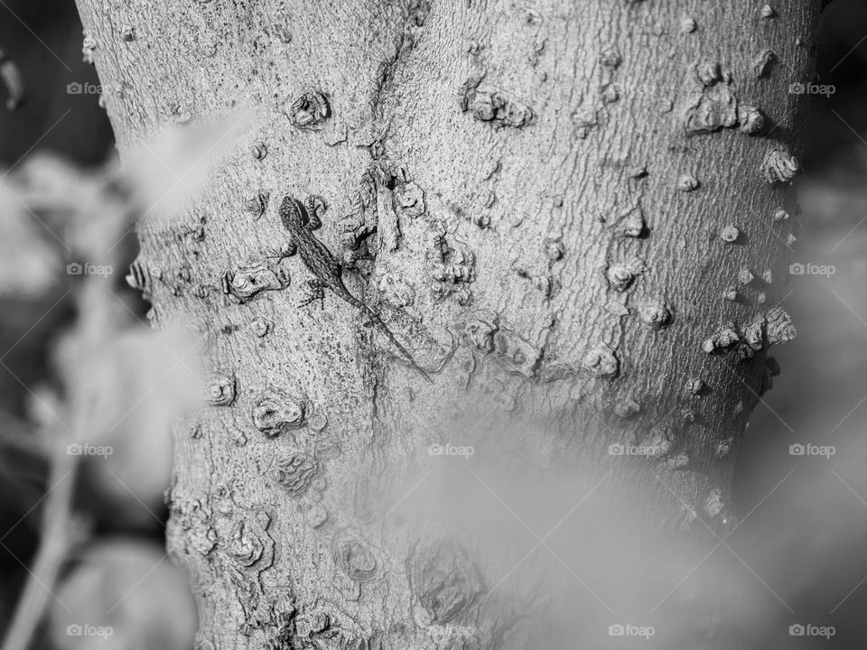 A baby lizard climbs a tall tree to escape from predators as well as a nearby photographer