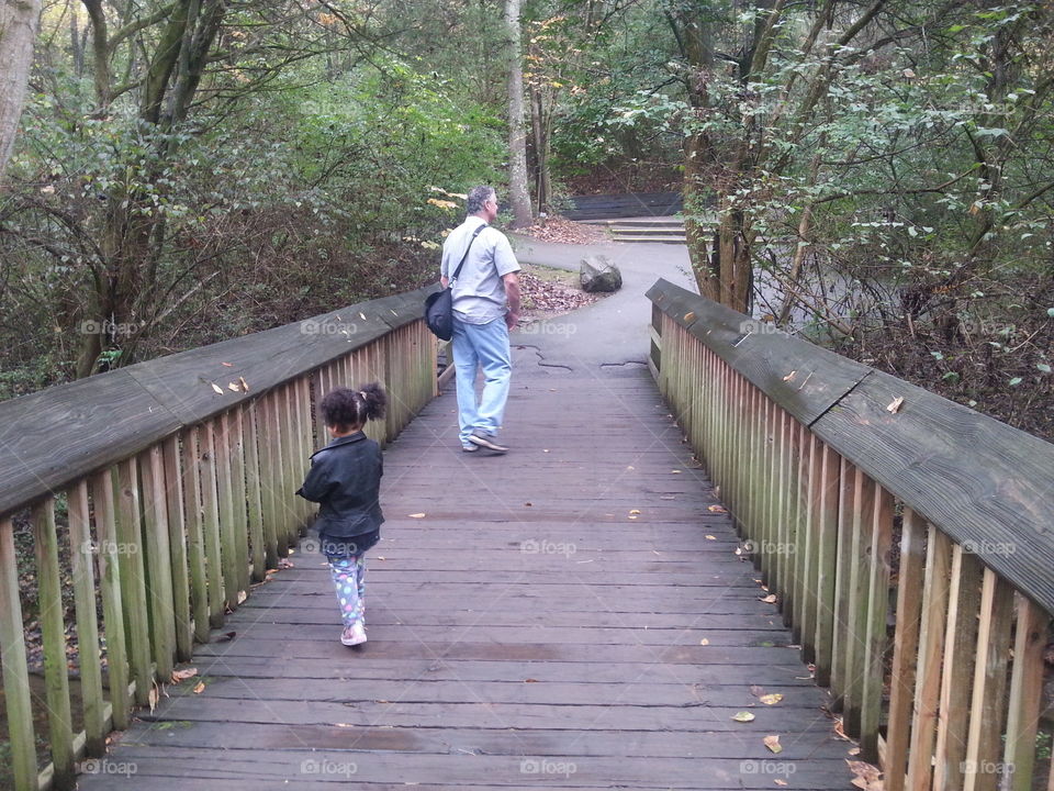 Wood, Bridge, Tree, Park, Guidance