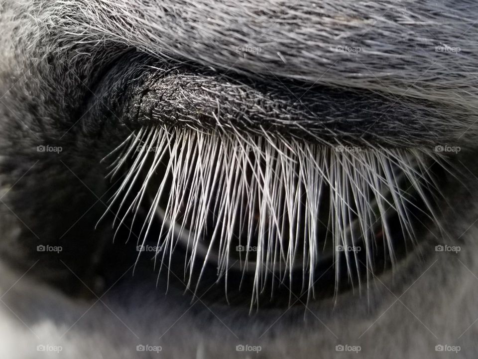 White Eyelashes in a Gray Horse