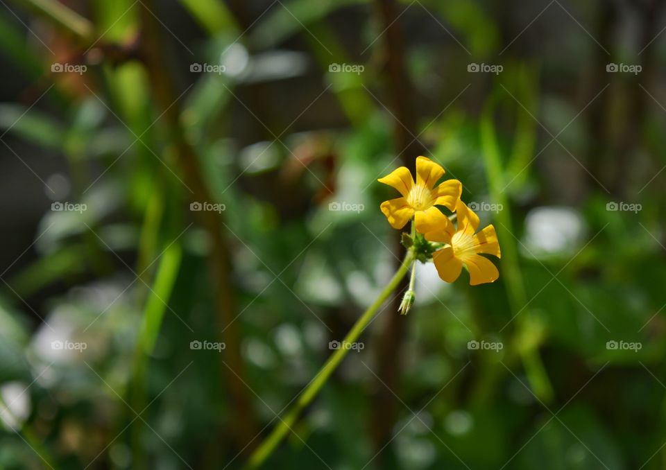 yellow flowers
