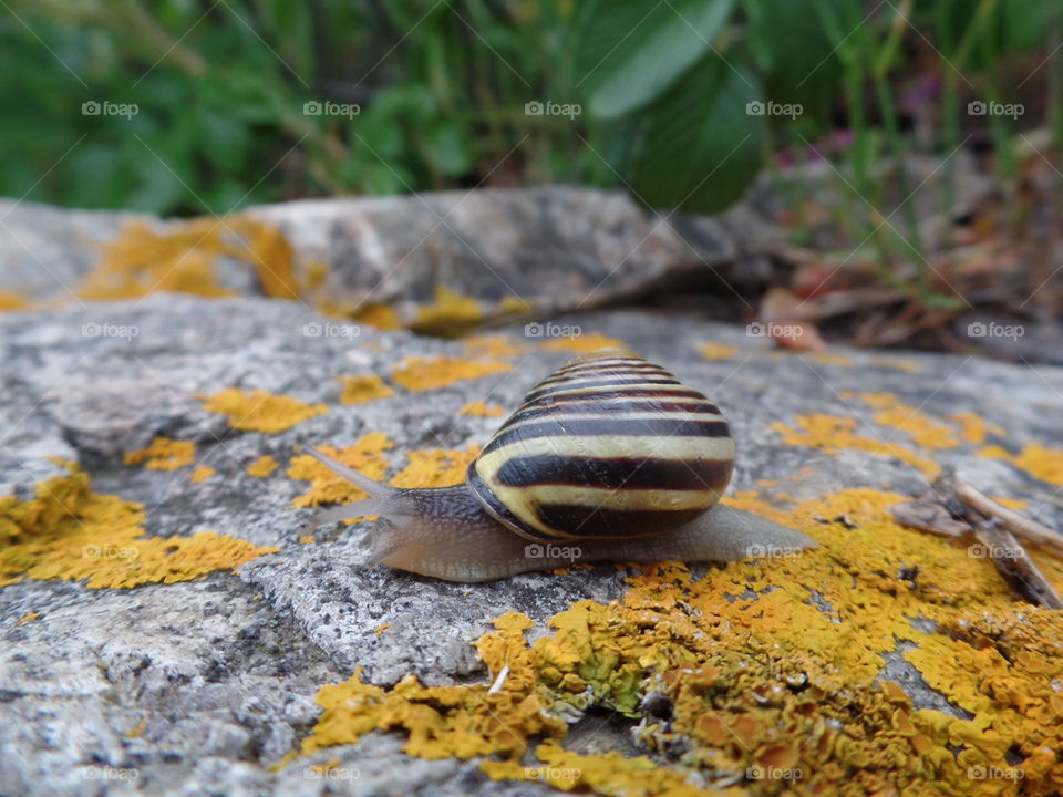 This adventurous snail crawled onto this rock and made for the perfect picture. His stunningly striped shell melds perfectly with the yellow moss growing on the rock.