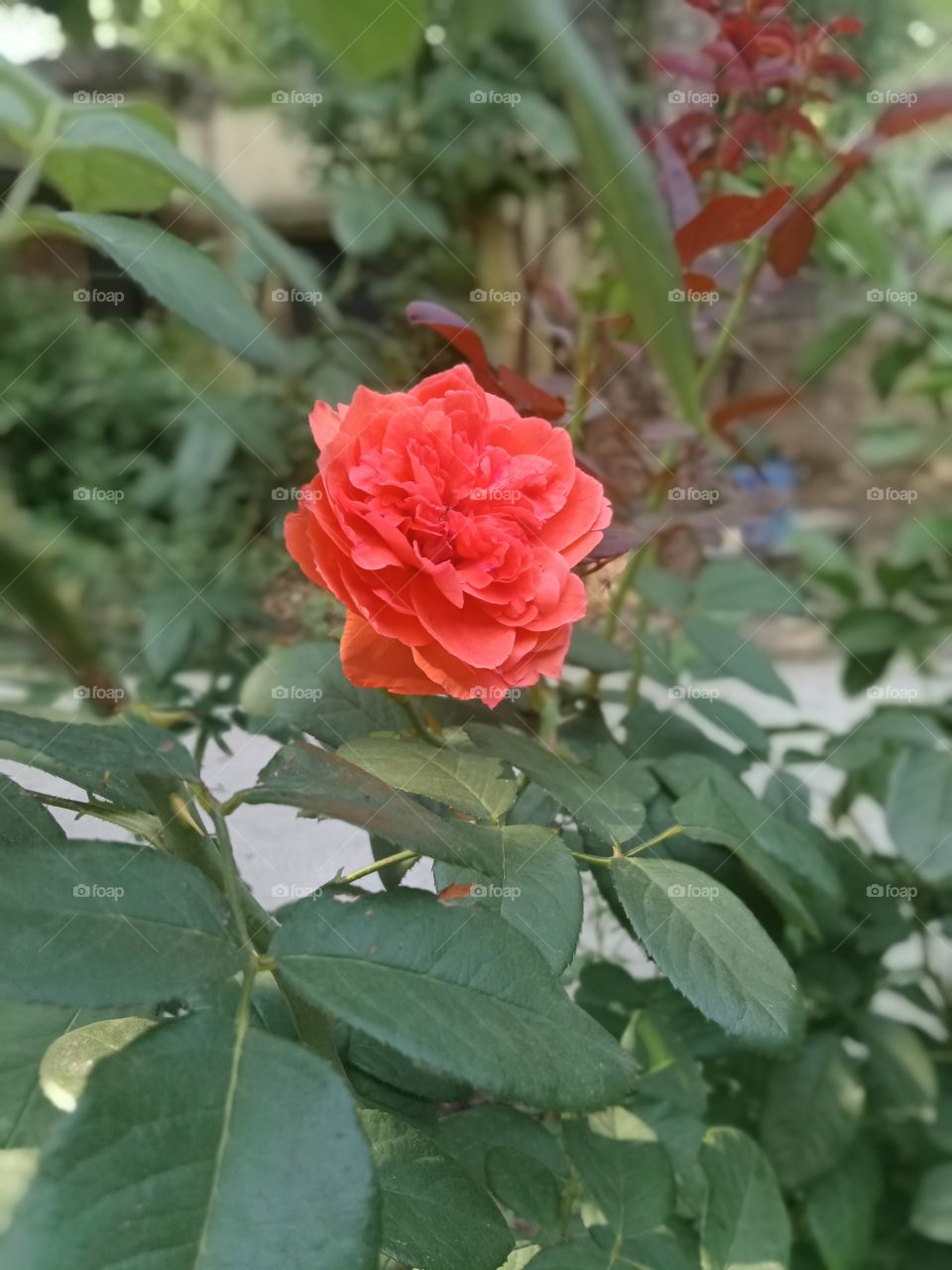 Beautiful Rose