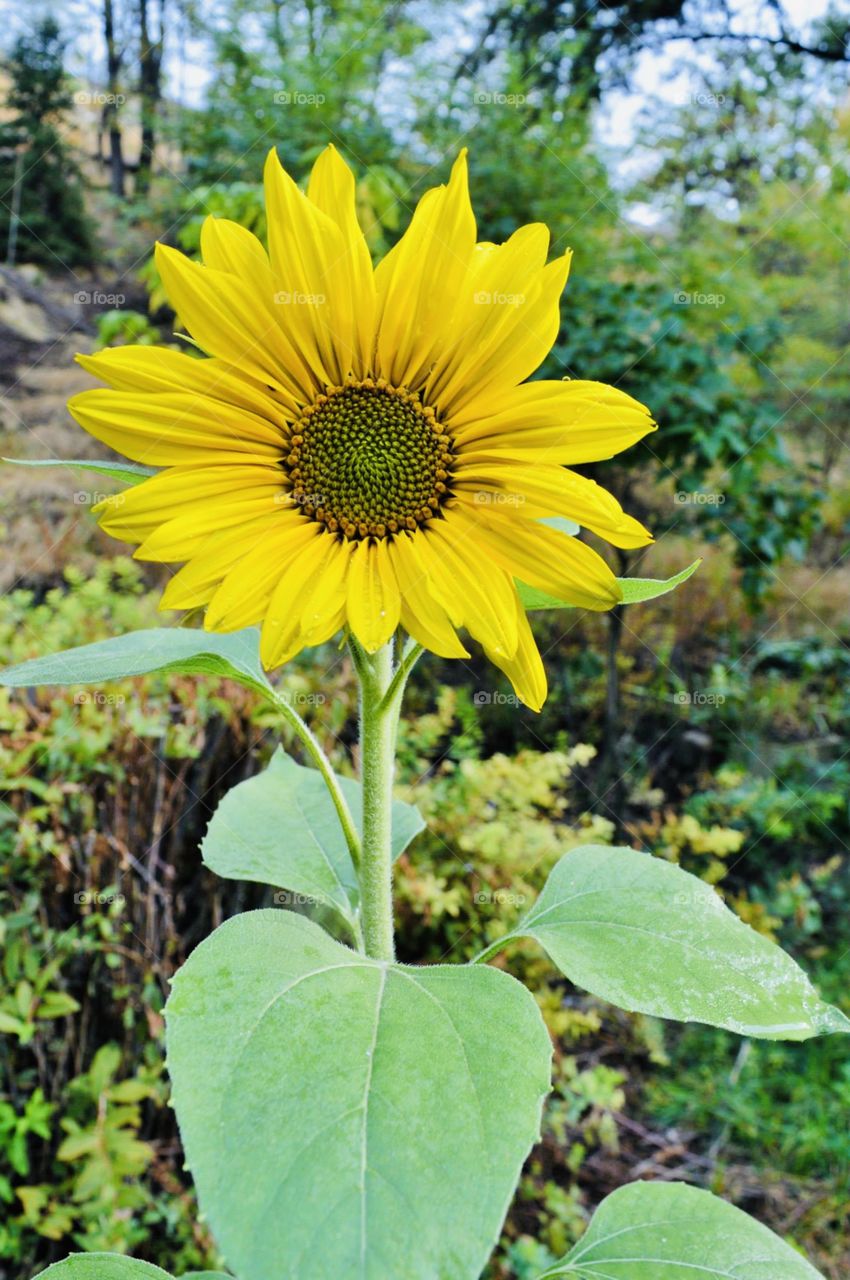 Sunflower