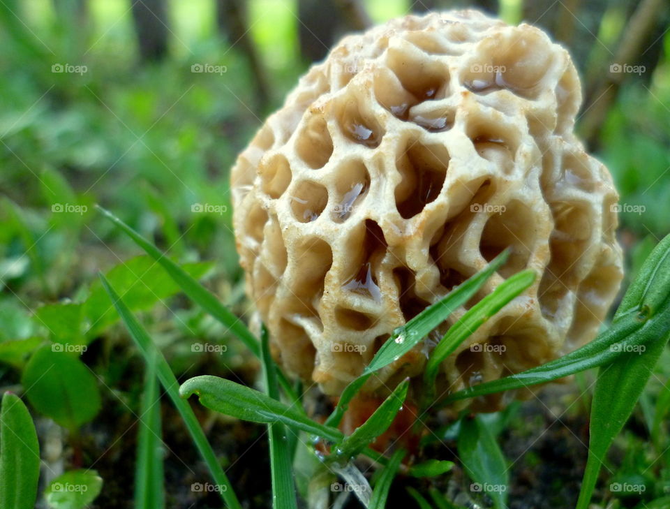 Amazing wet mushroom