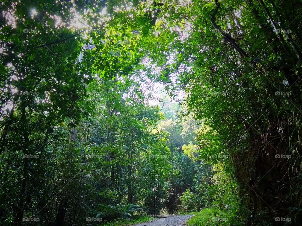 Kanneliya forest
sri lanka natural .🍃