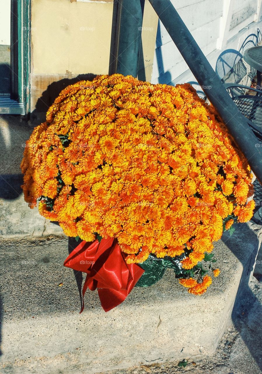 Chrysanthemums 