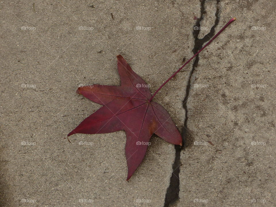 Autumn red leaf