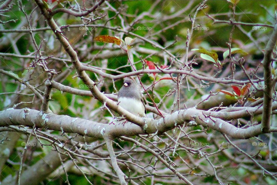 Dark eyed Junco.. Winter is coming